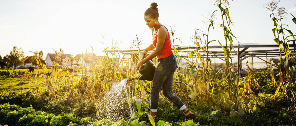 Eine junge Stadtbäuerin bewässert an einem sonnigen Nachmittag ihre Pflanzen von Hand mit einer Gießkanne. © Tom Werner/ Getty Images