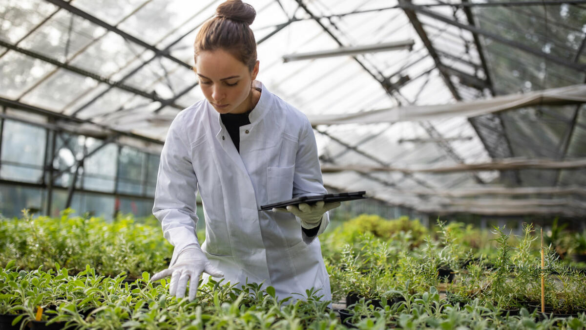 Agraringenieurin im Gewächshaus. Wissenschaftlerin, die das Wachstum der Pflanzen auf einem Bio-Bauernhof untersucht. © Getty Images/ 	Luis Alvarez